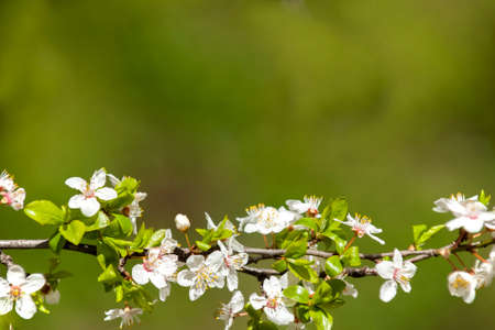 Blossoming tree brunch with white flowers on bokeh green background with space for text.の写真素材