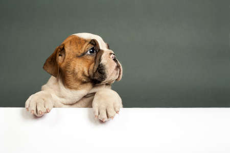 Cute English bulldog puppy  with paws on a message board .の写真素材
