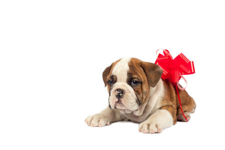 English bulldog puppy with a bow , waiting to be given as a present.の写真素材