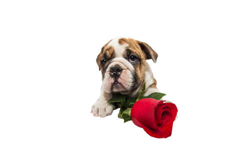 English bulldog puppy with valentine rose isolated on white background.の写真素材
