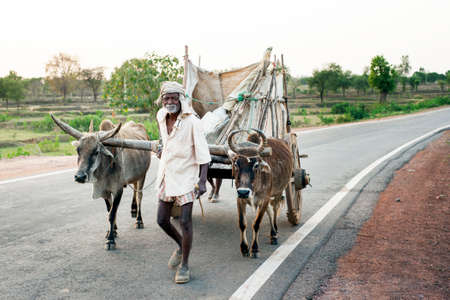 ORCHA INDIA  APRIL  25 2015: Unidentified man with ox cart on April 25 2015 in Orchha India.The ox...