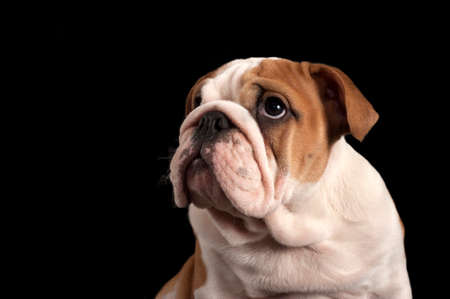 English bulldog puppy isolated on black background.の写真素材