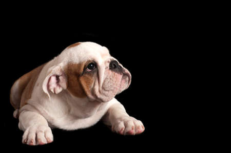 English bulldog puppy isolated on black background.の写真素材