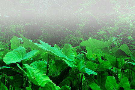 The fogの写真素材