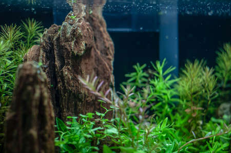 Underwater mountainの写真素材