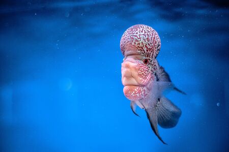 Big Headの写真素材