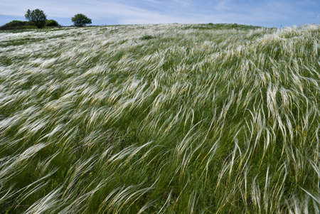 Feather grass steppe under strong windの写真素材