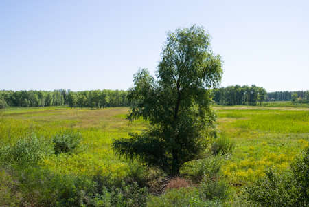 A single willow on the green meadowの写真素材