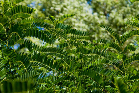 Background of small green leaves of shrubsの写真素材