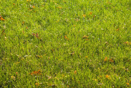Green grassy lawn with a few yellow leavesの写真素材
