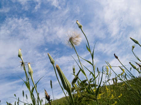 Buds of salsify on the background of the sky with light cloudsの写真素材