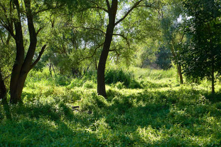 Forest and vegetation in the river floodplainの写真素材