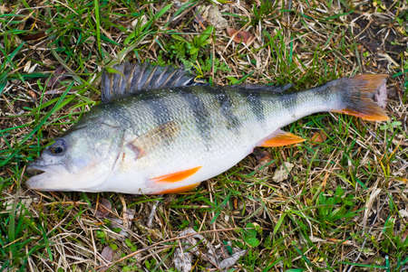 Captured perch lying on the bank on green grassの写真素材