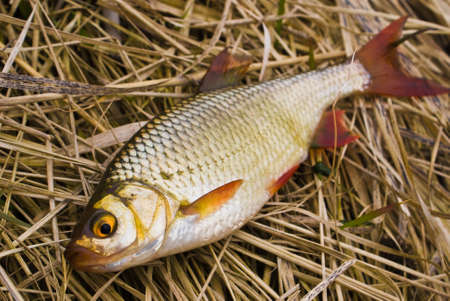 Roach to the dry yellow grassの写真素材