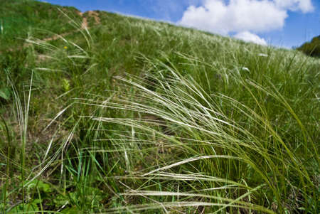 feather grass blooming among the grass on the slope of the hillïîèñêの写真素材