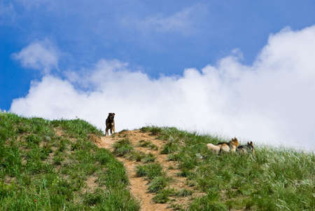The top of a green hill with the dogs playingの写真素材