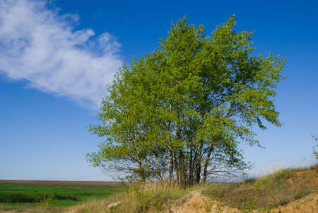 A group of young green poplars in the background of blue skyの写真素材