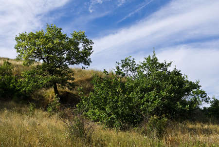 The hilly terrain with trees and shrubs under the blue skyの写真素材