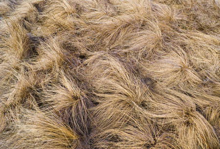 texture of dry yellow grassの写真素材