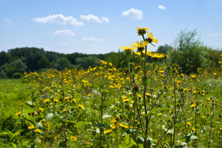 Thickets elecampane in a forest gladeの写真素材
