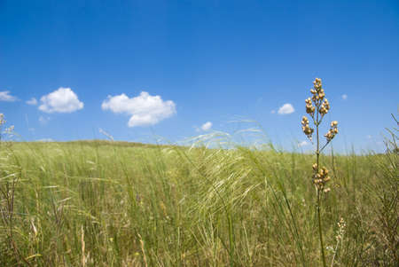 Summer grassy steppe under the blue skyの写真素材