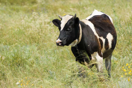 A cow on a background of steppe grassesの写真素材