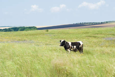A cow on a background of steppeの写真素材