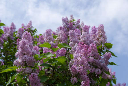 Blooming lilacs against a blue sky with cloudsの写真素材