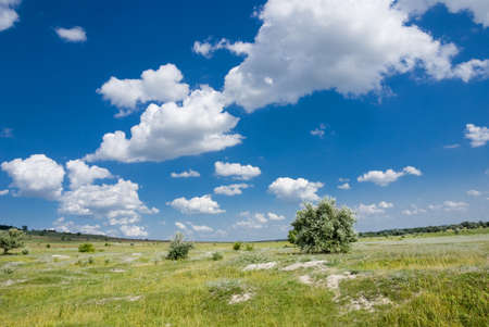 Summer landscape with a lone tree under a blue sky with white cloudsの写真素材