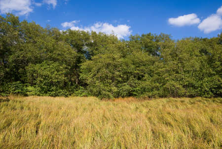 Strip of green forest under a blue skyの写真素材