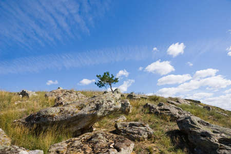 A lone pine tree on top of a hill with bouldersの写真素材
