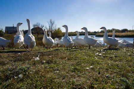 A flock of geese alarmed by a pondの写真素材