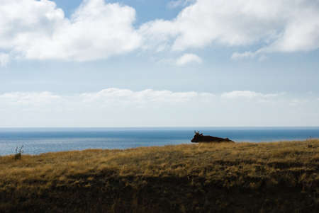 Cow lying on the cliff on background Tsimlyansk reservoirの写真素材