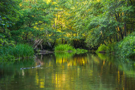 Slightly undulating river surface with reflections from the evening sun shining through the treesの写真素材