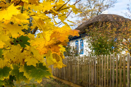 Bright yellow maple leaves on the background of the Cossack house behind a wooden fenceの写真素材