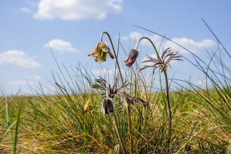 a rare plant of the Don steppes Pulsatilla pratensis L. among the grass against the skyの写真素材