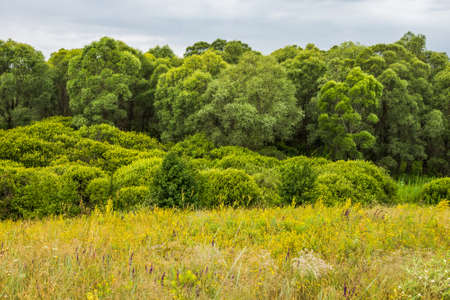 Green wall of tall trees and bushes approaching the steppeの写真素材