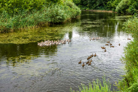 ducks and geese swim among the picturesque banks of a small river, framed by green vegetationの写真素材