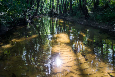 A small river with clear water flowing among tall trees. The sun's rays illuminate the textured sandy bottomの写真素材