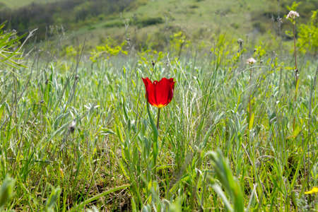 Rare and protected wild-growing Schrenck tulip among steppe grassesの写真素材