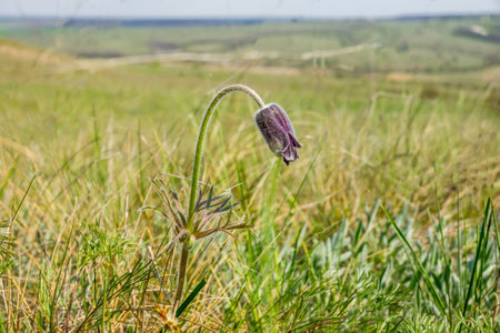 a rare plant of the Don steppes Pulsatilla pratensis L. among the grass against the green steppeの写真素材