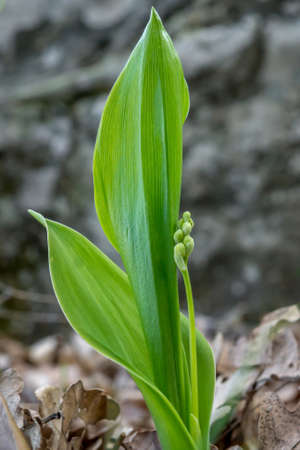 Lily of the valley sprout in early spring against the background of old foliageの写真素材