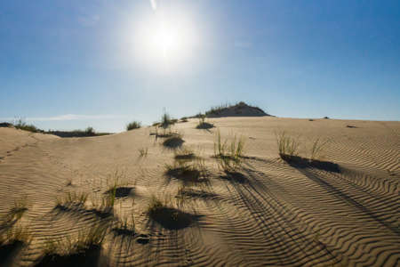 Sand dune slope with tufts of grass casting harsh shadows on undulating sandの写真素材
