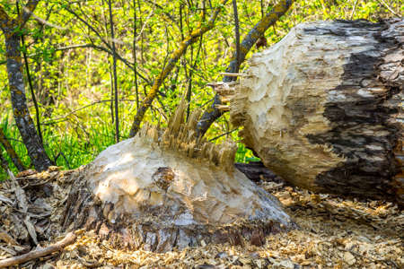 The beaver gnawed the trunk of a large tree and it fellの写真素材