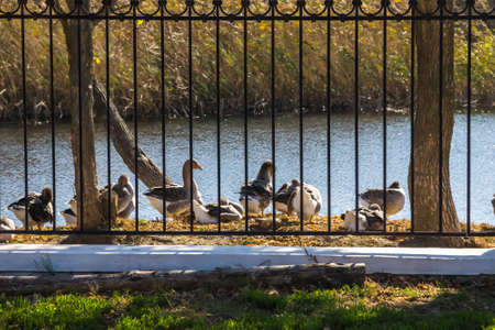 a group of geese between the iron fence and the river against the background of waterの写真素材