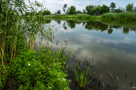 View of a long lake with a mirror-like water surface and shores overgrown with aquatic vegetationの写真素材