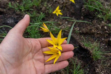 The hand carefully holds the heads of wild yellow tulipsの写真素材