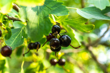 Ripe black currant berries on a bush branch on a blurred yellow-green backgroundの写真素材