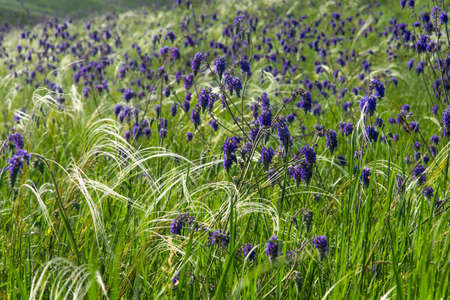Mass flowering of drooping sage (Salvia nutans) in a green spring meadow among white strands of feather grassの写真素材