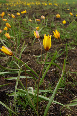 Mass flowering of steppe primroses yellow tulips (Tulipa scythica) on the groundの写真素材